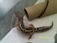 Johns Exotics 011.jpg