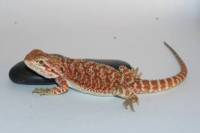 female 150 shipped.jpg
