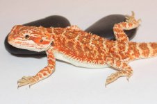 female 165 shipped.jpg