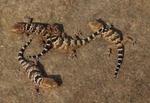 Chondrodactylus fitzsimonsi - juveniles.jpg