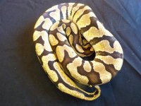tigermale2.jpg