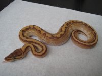 snake picture chip 013.jpg