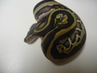 leopardmojave.jpg