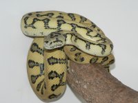 Dorian Gray 2-18-2013.JPG