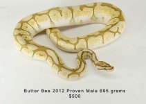 ButterBee.jpg