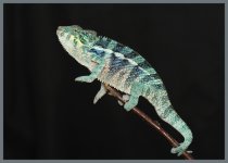 Ambanja s.jpg