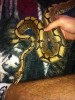 spider ball python Male.jpg