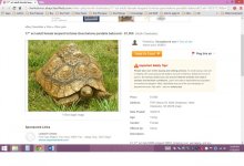 Gpb_Scam_Ebayclassifieds1.jpg