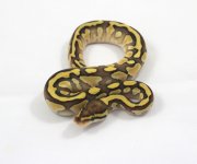 Female Lesser 100% Het Clown.jpg Female Lesser 100% Het Clown.jpg