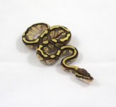 Male Lesser 100% Het Clown 2.jpg Male Lesser 100% Het Clown 2.jpg