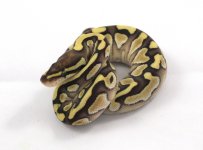 Male Lesser 100% Het Clown #1.jpg Male Lesser 100% Het Clown #1.jpg