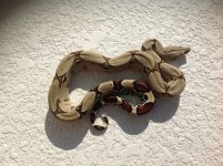 Pomaville Female, 2012 -Outside.jpg