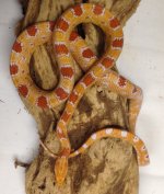 Rev Okeetee Corn Male.jpg
