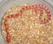 RO5 - Female.jpg