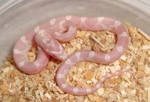 RO(snow)4 - Male.jpg