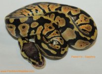 Copy (1) of Pastel F4 - Sapphire 002ttt.jpg