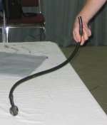 Deadly hosepipe snake.jpg