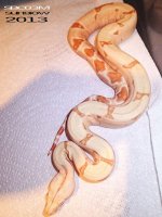 1385890_439013692885413_742186928_n[1].jpg
