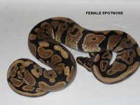 FemaleSpotnose1.jpg