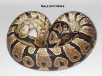 MaleSpotnose2.jpg