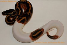 Small of 2013 Pied Female Pos Het Albino (Het Pied 1 Poss Het Albino Dam) 004ft.jpg