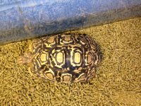 Leopard tort 1.JPG
