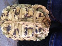Leopard tort 2.JPG
