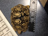 Leopard tort 3.JPG