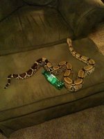 suriname boa 2.jpg