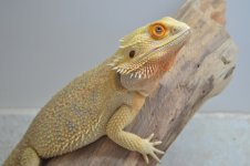 DSC_1332.jpg