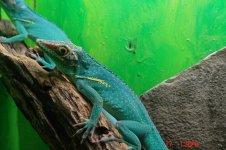 Anolis baracoae - pair.jpg