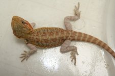 IMG_8011.jpg