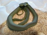 20131205_063945.jpg