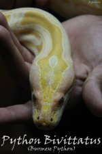 Python Bivittatus.jpg