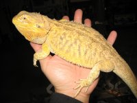 Normal 0.1 beardie 001.jpg