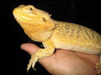 Normal 0.1 beardie 002.jpg