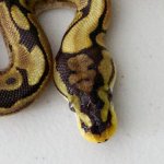 IMG_4645.jpg