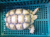 poss female sulcata.JPG