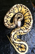 FemaleSuperVanillaPastel134212260GramsFrank.jpg