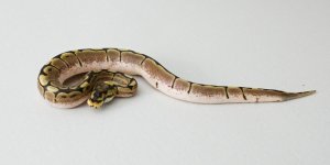 IMG_4694.jpg