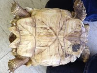 poss female sulcata 2.JPG