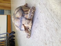 poss female sulcata 3.JPG