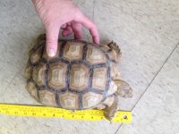 poss female sulcata 4.JPG