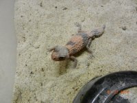 nephrurus Wheeleri (pink) male 008.jpg