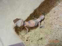 nephrurus Wheeleri (pink) male 011.jpg