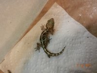 baby pictus 3 007.jpg