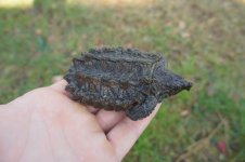 snapper 2.jpg