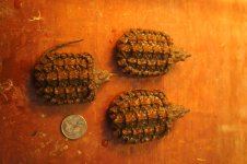 snapper 3.jpg