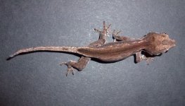 gargA.jpg