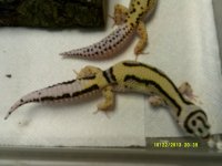HOLDBACKS 007.jpg
